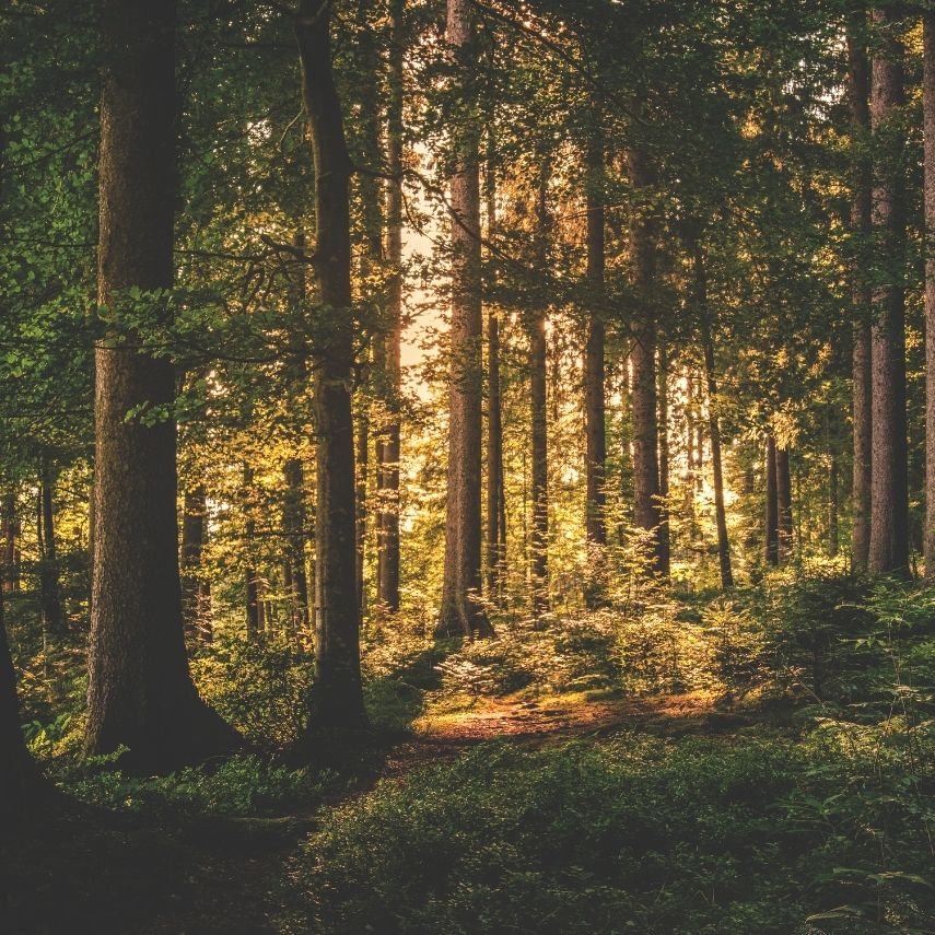 Celebrating Our B Corp Recertification